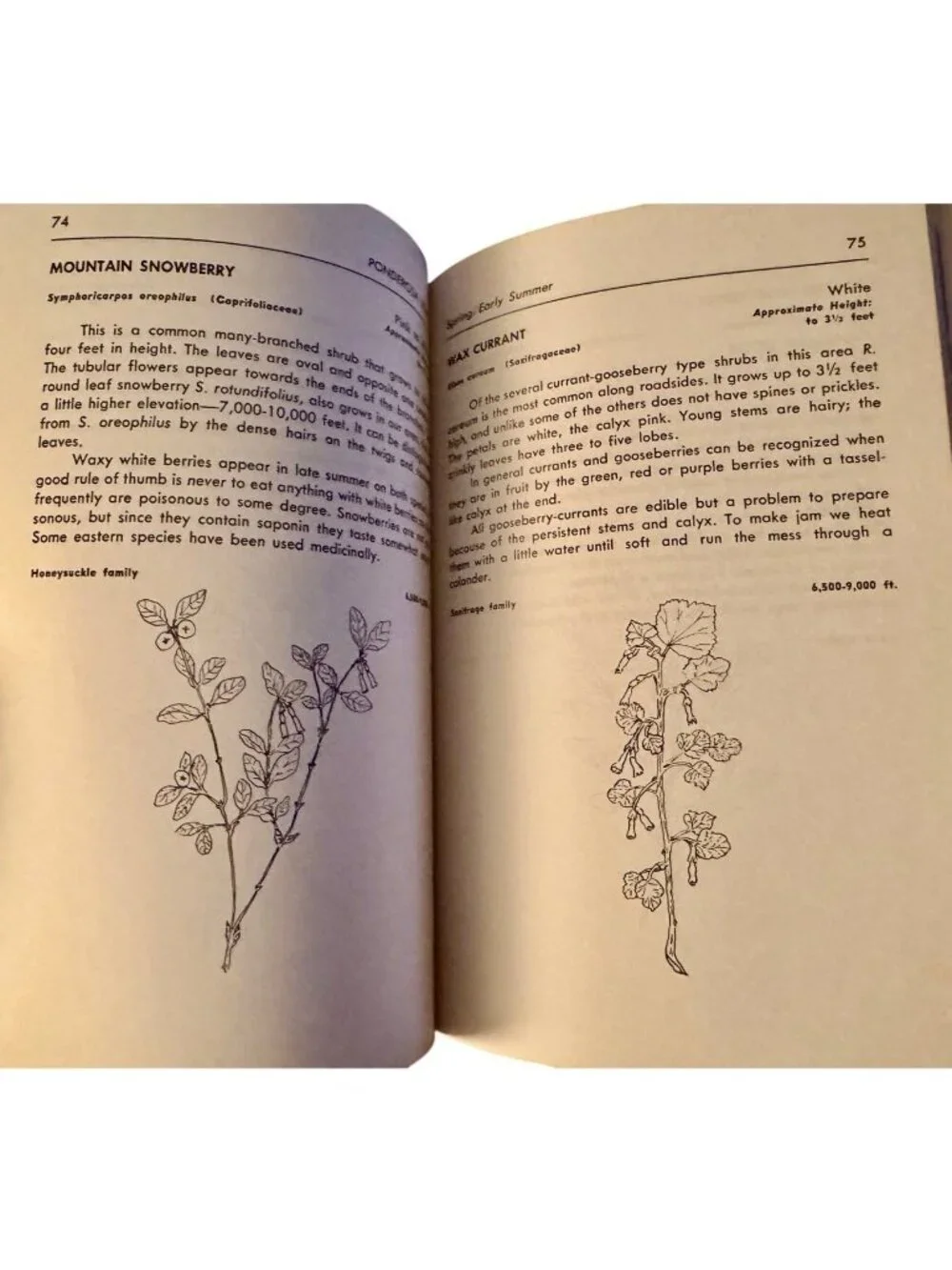 Roadside Plants of Northern New Mexico Gail D. Tierney Phyllis Hughes 1983